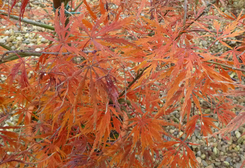 Acer palmatum dissectum &lsquo;Flavescens&rsquo; - Erable du Val de Jargeau