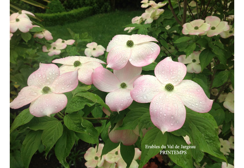 Cornus x rutgersensis 'Stellar Pink' - Erable du Val de Jargeau