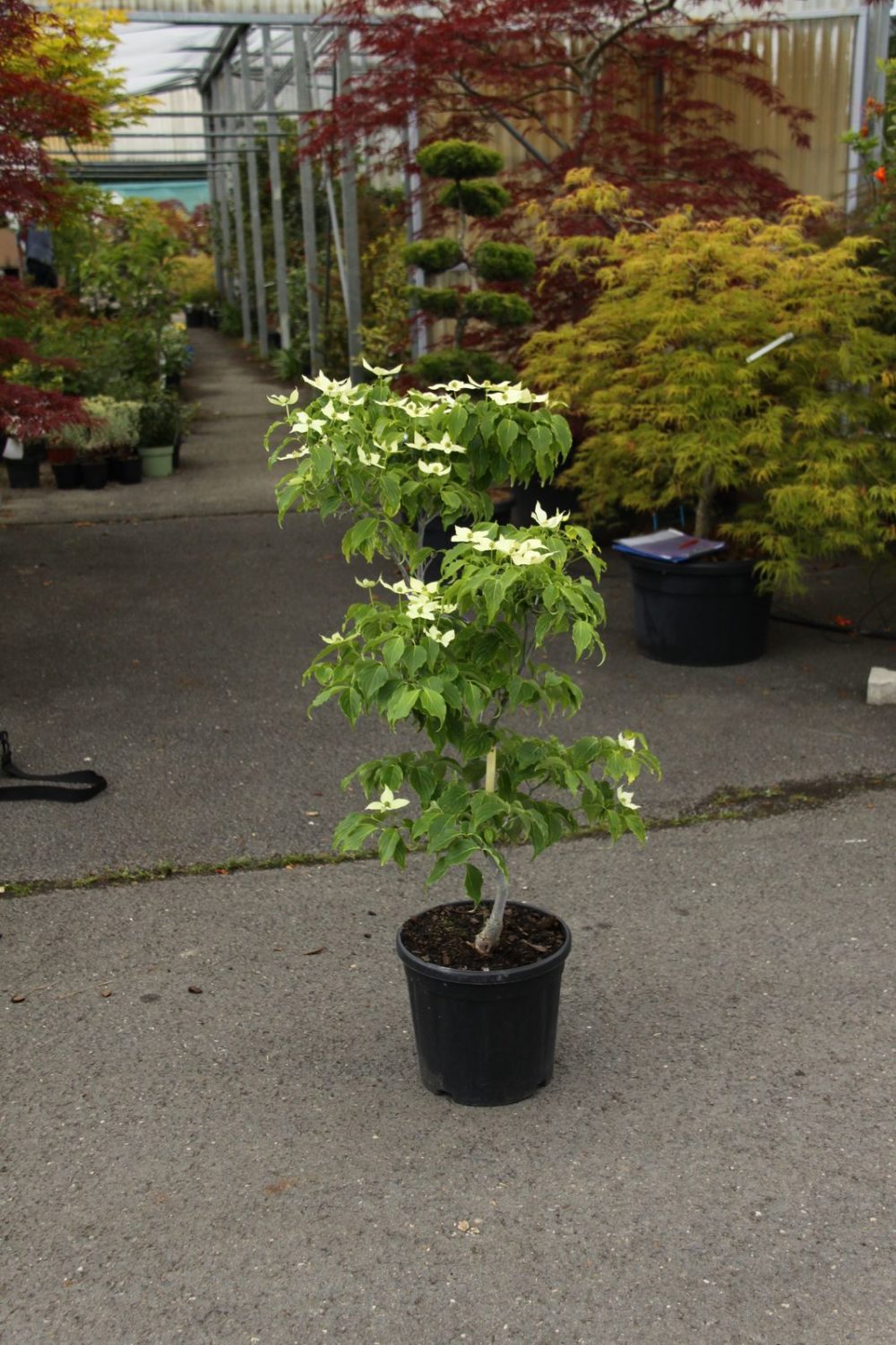 Cornus kousa 'Nicole' Erable du Val de Jargeau