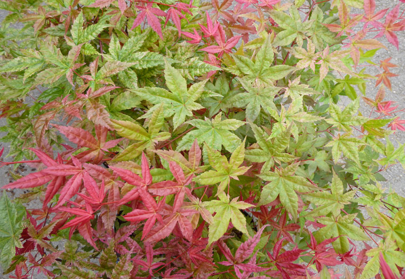 Acer palmatum 'Beni Maiko' - Erable du Val de Jargeau