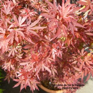 Acer palmatum 'Shaina'