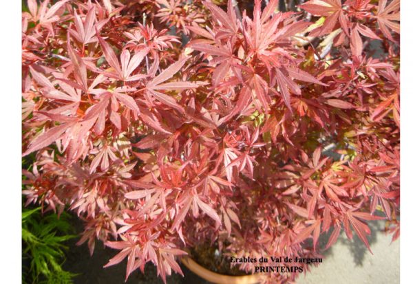 Acer palmatum 'Shaina'