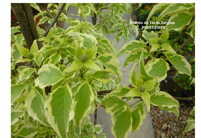 Cornus kousa ‘Peve Limbo’
