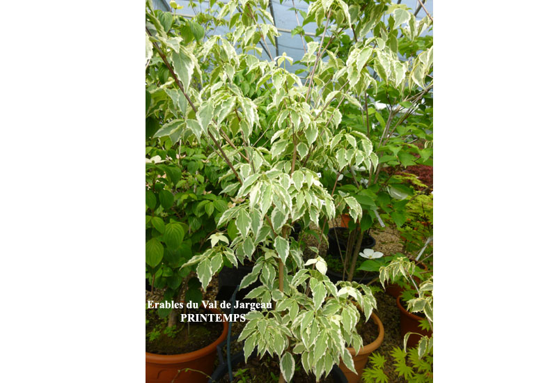 Cornus kousa ‘Samaritan’