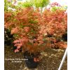 Acer palmatum 'Carminium'