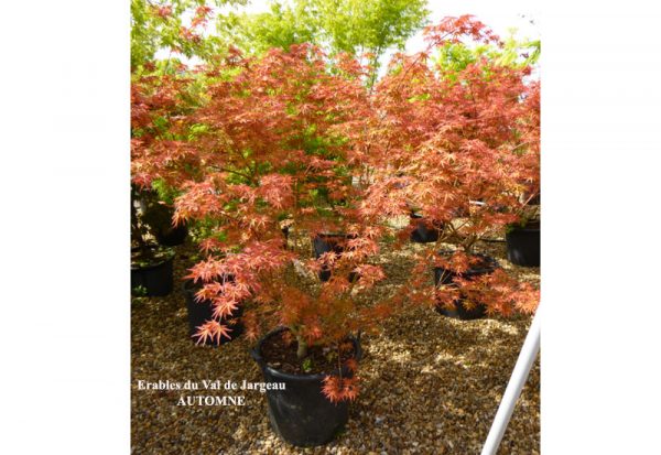 Acer palmatum 'Carminium'