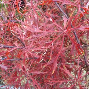 Acer palmatum 'Baldsmith'