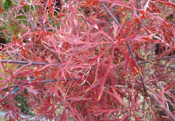 Acer palmatum 'Baldsmith'