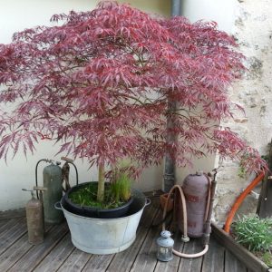 Acer palmatum dissectum 'Crimson Queen'