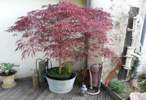 Acer palmatum dissectum 'Crimson Queen'