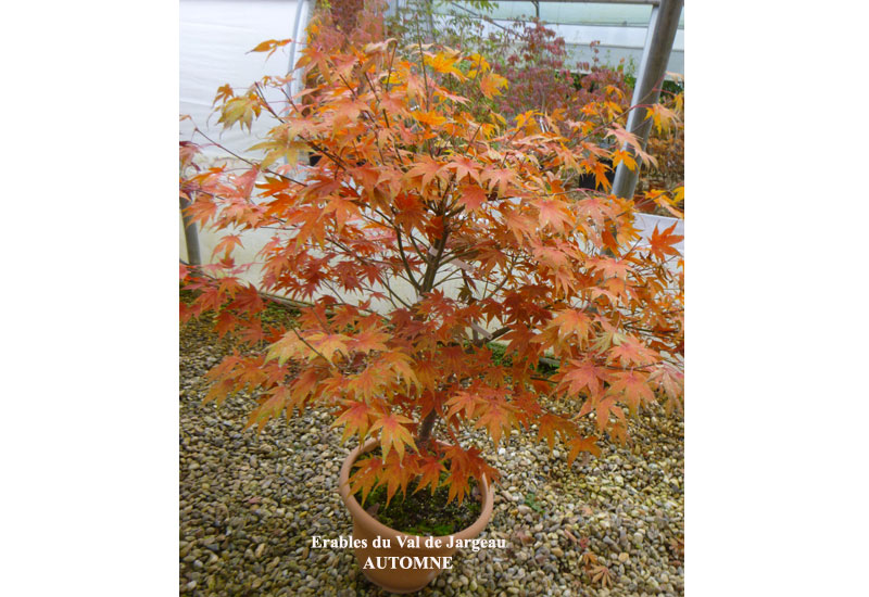 Acer palmatum ‘Marjan’