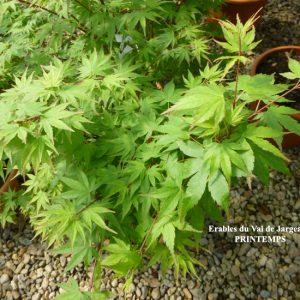 Acer palmatum Limelight