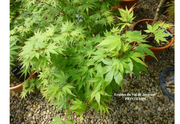 Acer palmatum Limelight