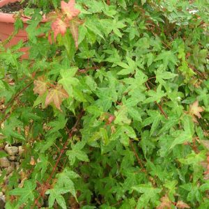 Acer palmatum 'Beni Hime'