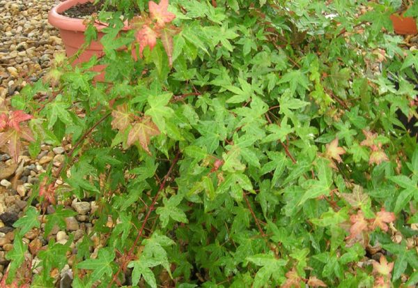 Acer palmatum 'Beni Hime'