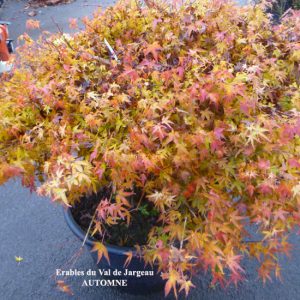 Acer palmatum 'Kiyo Hime'