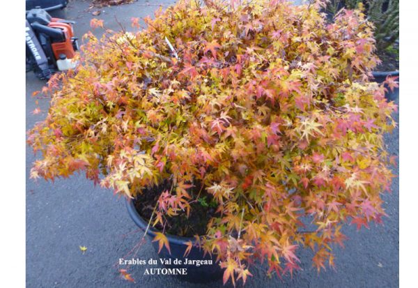 Acer palmatum 'Kiyo Hime'