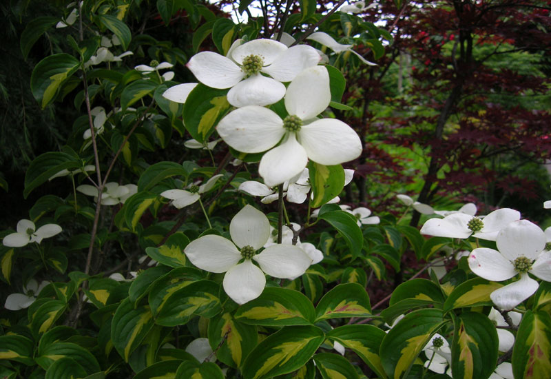 Cornus kousa ‘Gold Star’
