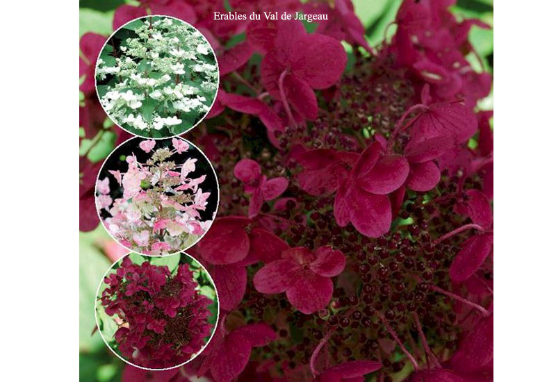 Hydrangea 'Wim's Red' - Erable Val de Jargeau