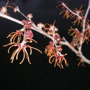 Hamamelis intermedia 'Jelena'