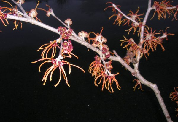 Hamamelis intermedia 'Jelena'