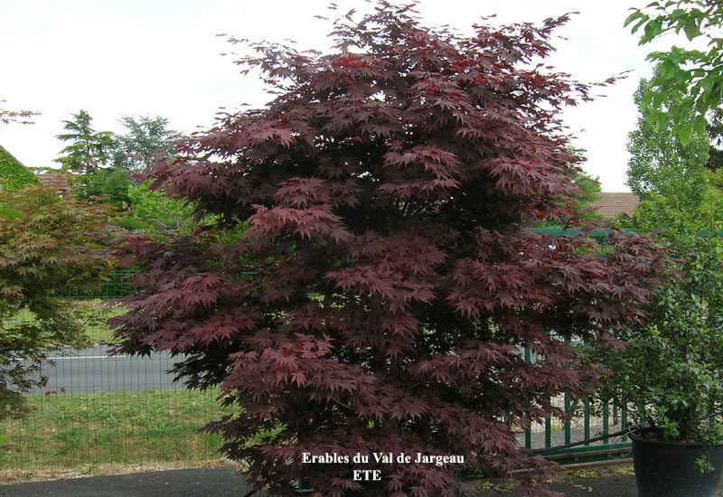 Acer palmatum ‘Red Flash’