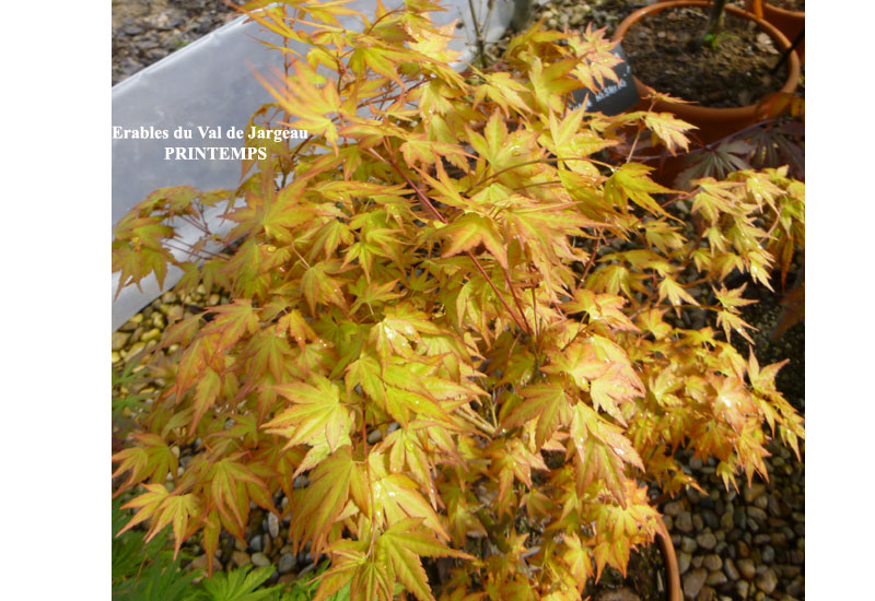 Acer palmatum ‘Akane’