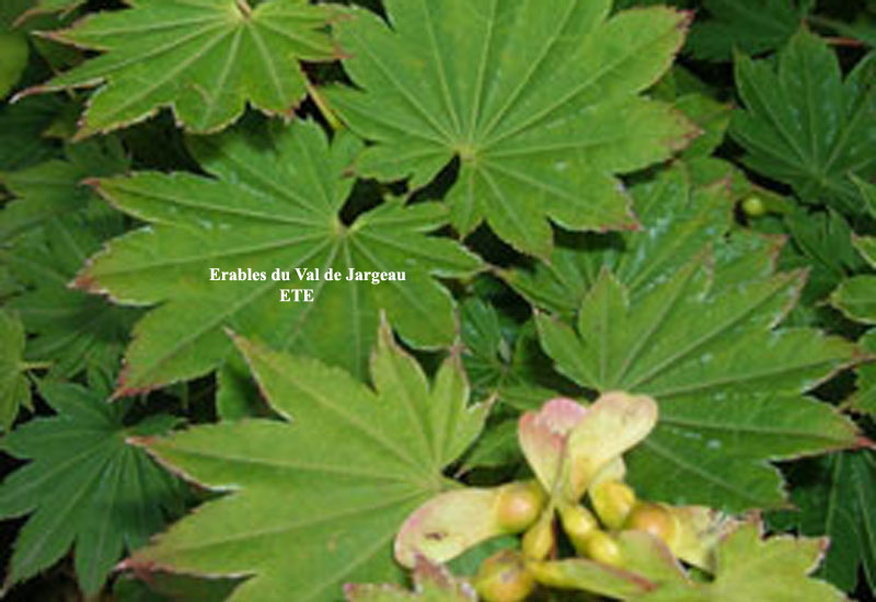 Acer shirasawanum ‘Microphyllum’