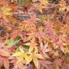 Acer palmatum 'Corallinum'