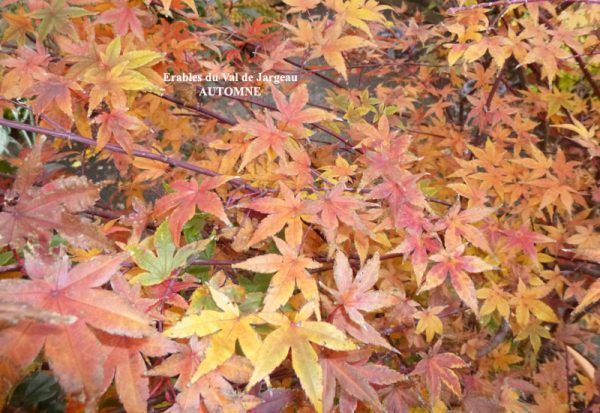 Acer palmatum 'Corallinum'