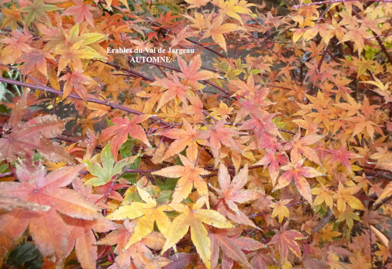 Acer palmatum ‘Corallinum’