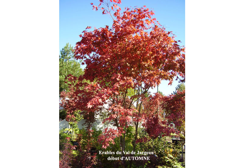 Acer palmatum ‘Yezo Nishiki’