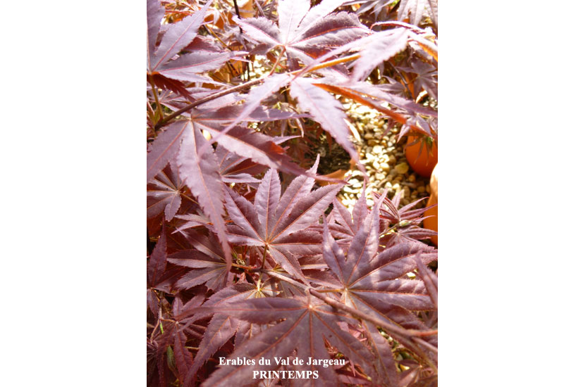 Acer palmatum ‘Pixie’