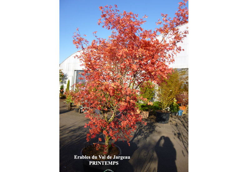 Acer palmatum ‘Shishio Improved’