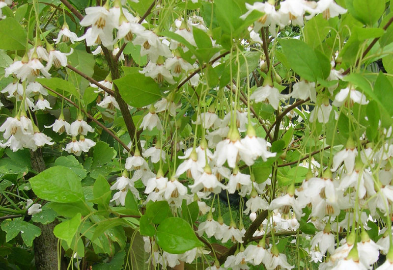 Styrax japonica