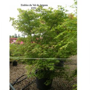 Acer palmatum osakazuki