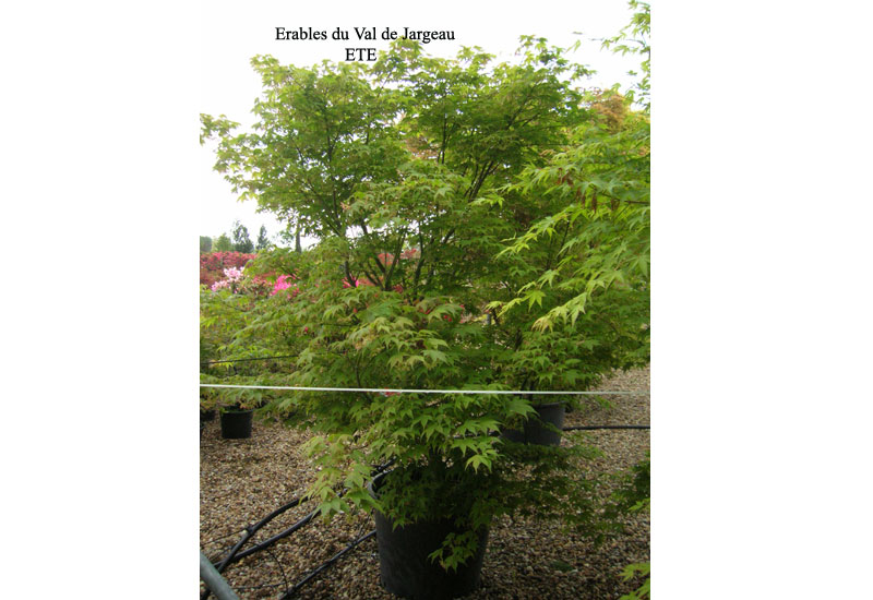 Acer palmatum ‘Osakazuki’