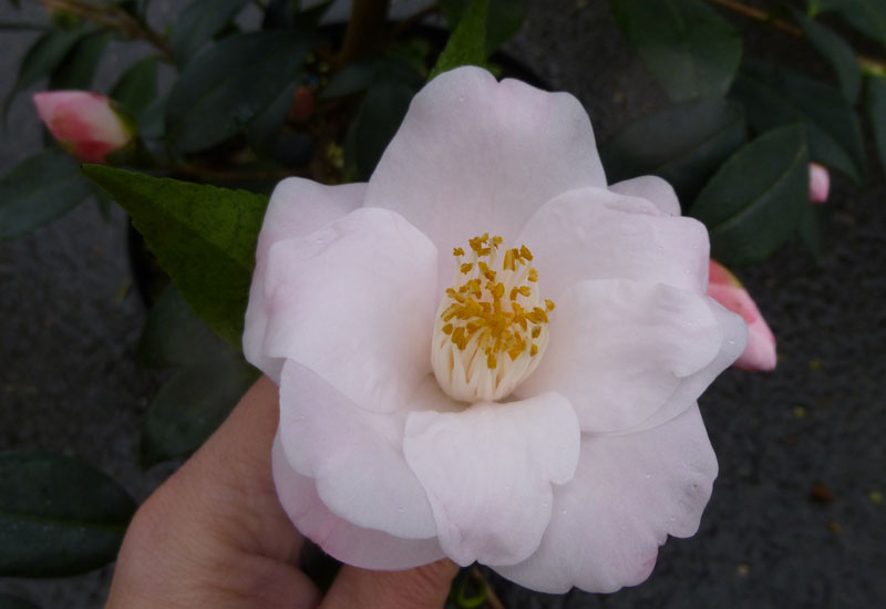 Camelia champêtre campestris 'Christmas Daffodils' - Erable du Val de  Jargeau