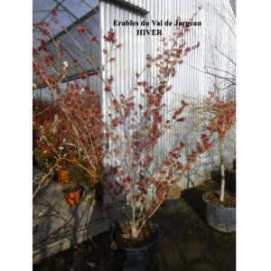 Hamamelis intermedia 'Diane'