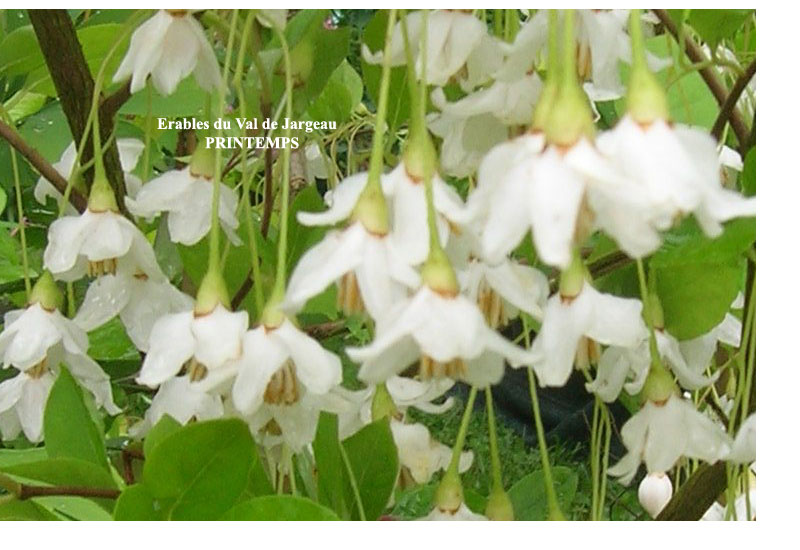 Styrax japonica ‘Pendula’