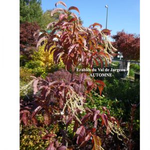 Oxydendrum Arboreum