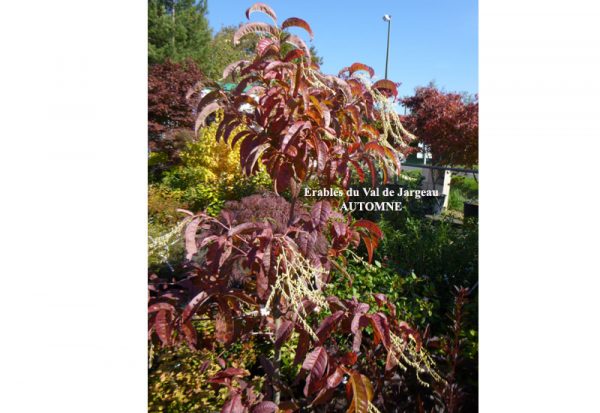 Oxydendrum Arboreum