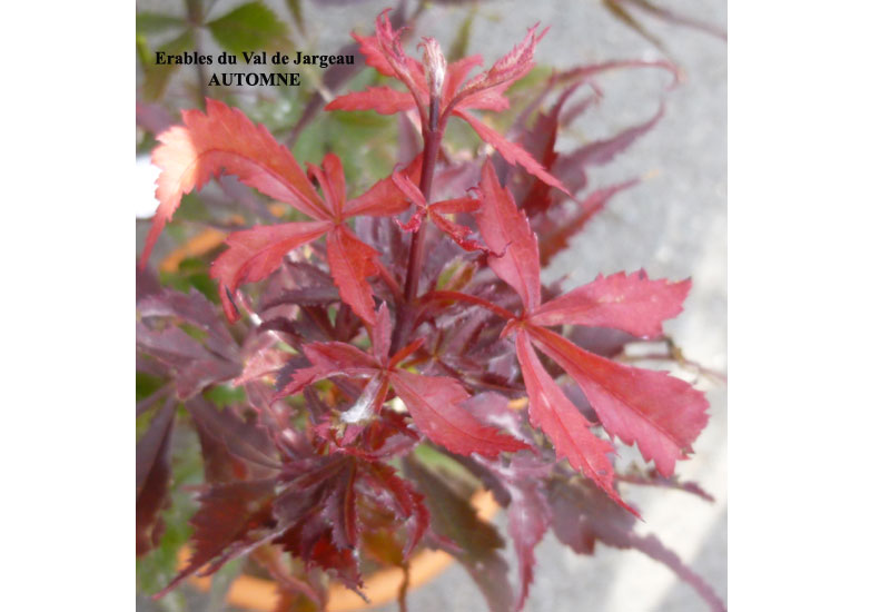 Acer palmatum ‘Beni Kagami’