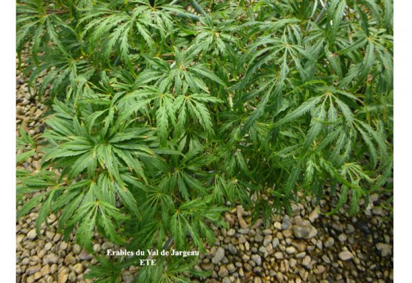 Acer palmatum dissectum 'Rubrifolium'