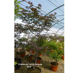 acer palmatum 'Red Emperor'