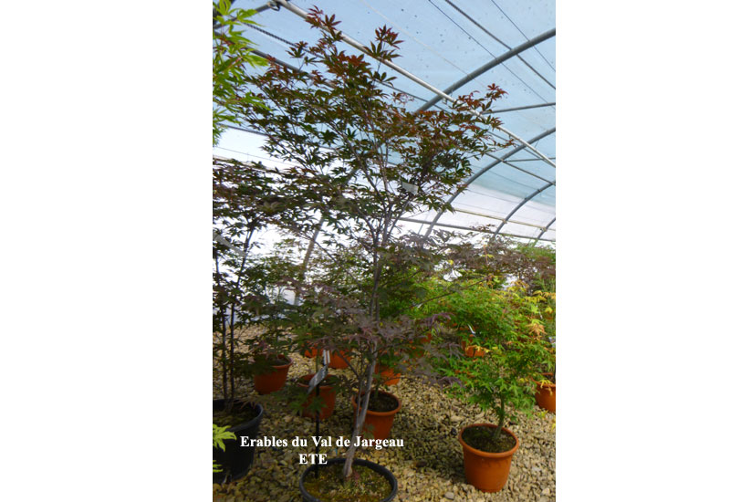 Acer palmatum ‘Red Emperor’