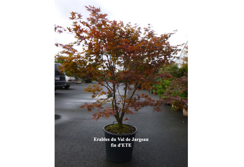 Acer palmatum ‘Okagami’