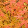 Acer palmatum 'Senkaki'