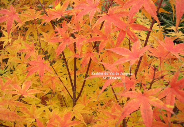 Acer palmatum 'Senkaki'