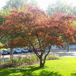 Acer palmatum 'Atropurpureum'